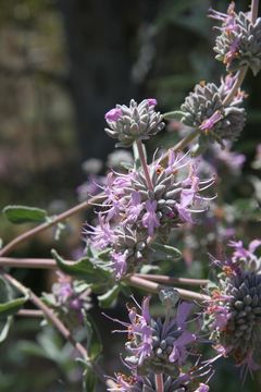 Image de Salvia leucophylla Greene