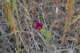 Clarkia purpurea subsp. viminea (Dougl.) F. H. Lewis & M. E. Lewis的圖片