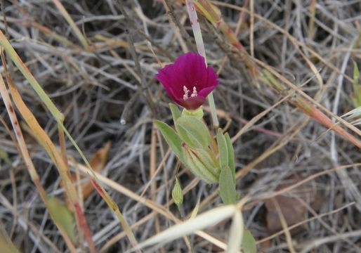 Image of winecup clarkia