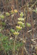 Image of Chick Lupine