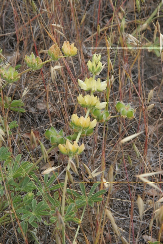 Image de Lupinus microcarpus Sims