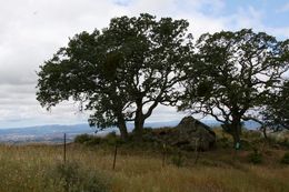 Imagem de Quercus agrifolia Née