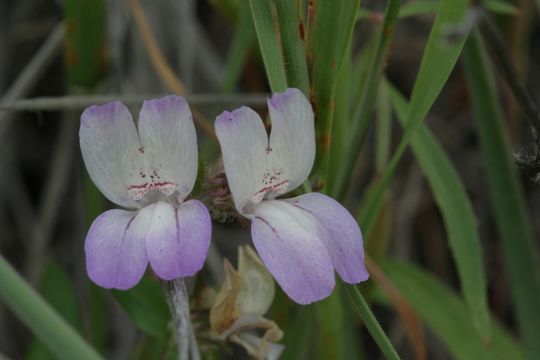 صورة Collinsia heterophylla Buist ex Graham