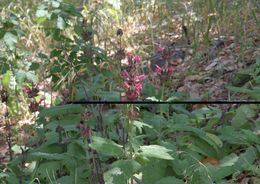 Image of hummingbird sage