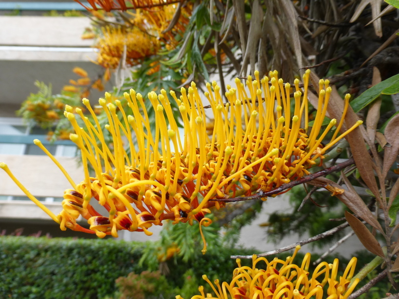 Imagem de Grevillea robusta A. Cunn. ex R. Br.