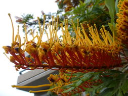 Plancia ëd Grevillea robusta A. Cunn. ex R. Br.