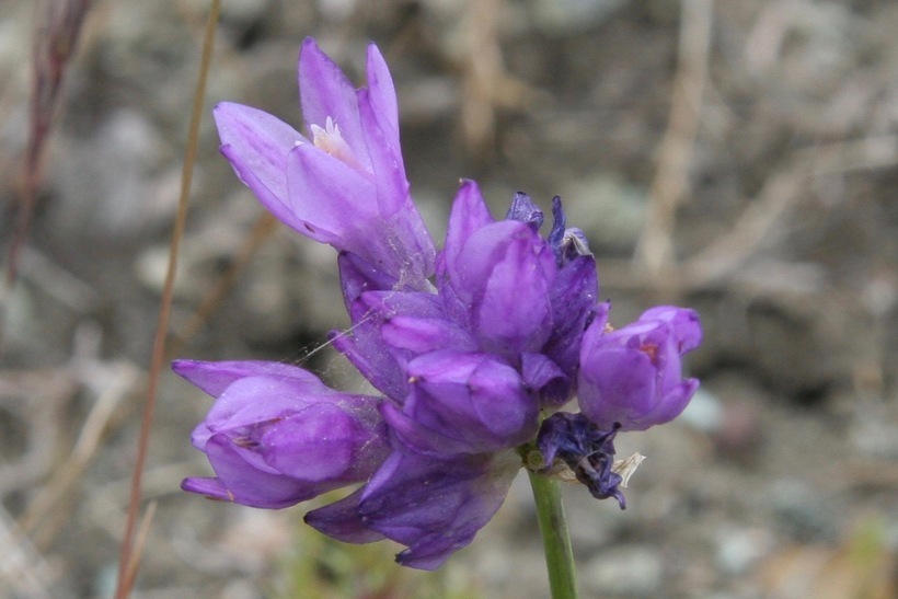 صورة Dichelostemma capitatum (Benth.) Alph. Wood