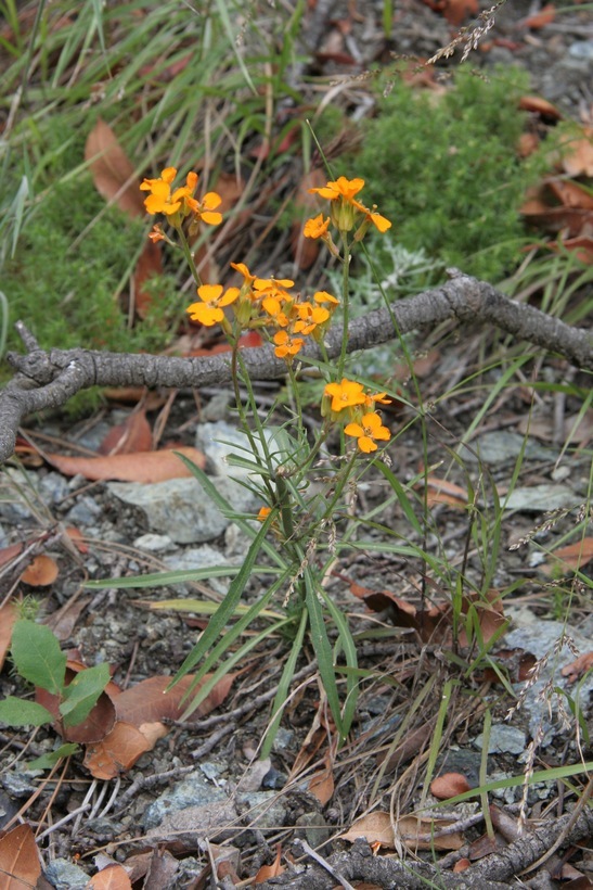 Image of sanddune wallflower