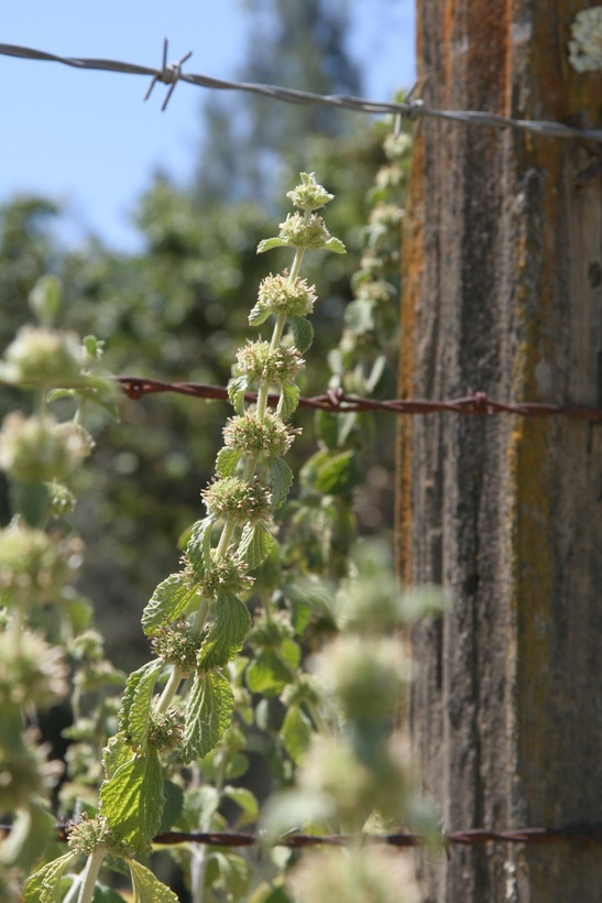 Image of horehound