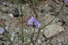 Image of California gilia