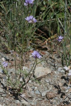 Image of California gilia