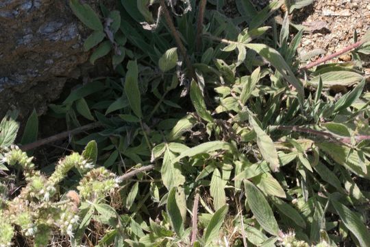 Image of imbricate phacelia