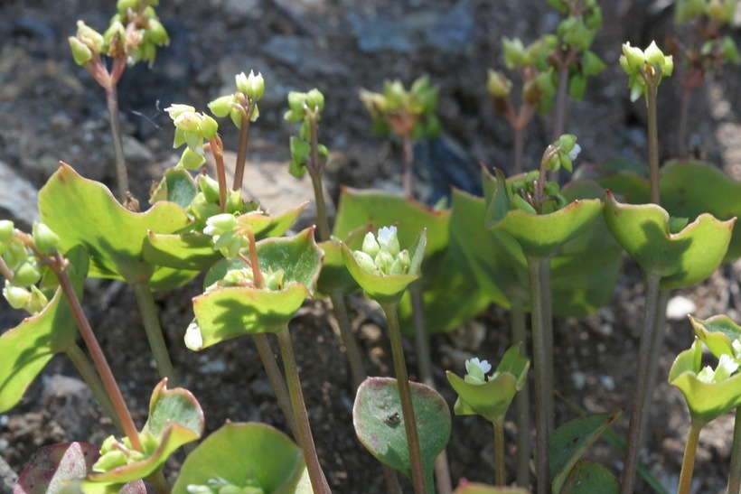 Image of Indian lettuce