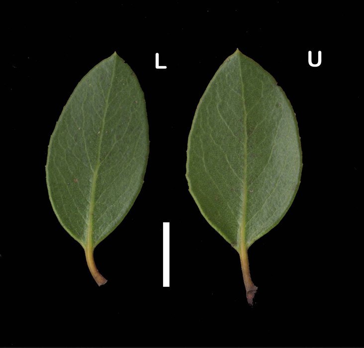 Слика од Arctostaphylos ohloneana M. C. Vasey & V. T. Parker