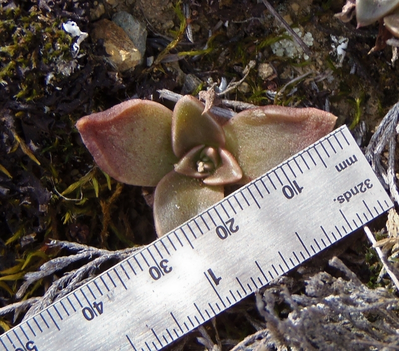 Plancia ëd Dudleya cymosa subsp. ovatifolia (Britt.) Moran