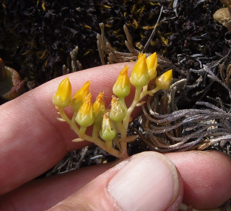 Plancia ëd Dudleya cymosa subsp. ovatifolia (Britt.) Moran