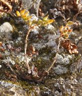 Plancia ëd Dudleya cymosa subsp. ovatifolia (Britt.) Moran