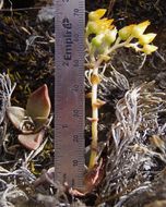 Plancia ëd Dudleya cymosa subsp. ovatifolia (Britt.) Moran