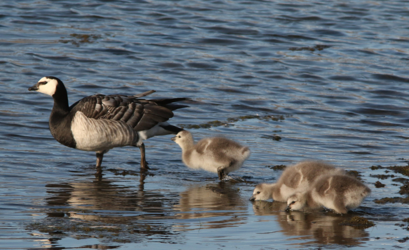 Image of Barnacle Goose