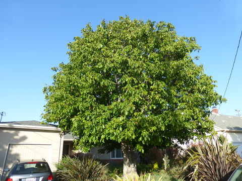 Image of Common walnut