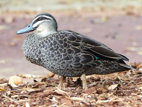 Image of Grey Duck