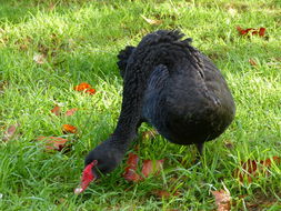 Image of Black Swan