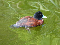 Image of Blue-billed Duck
