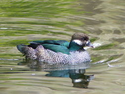 صورة Nettapus pulchellus Gould 1842