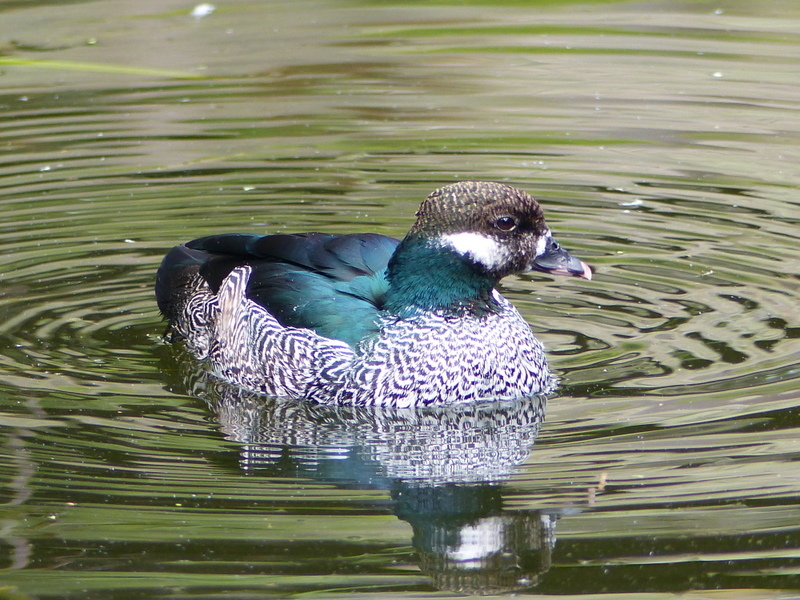 Image of Green Pygmy Goose