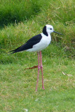 Image of Pied Stilt