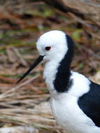 Image of Pied Stilt