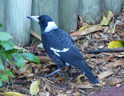 Image of Australian Magpie