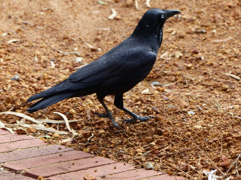 Imagem de Corvus coronoides Vigors & Horsfield 1827