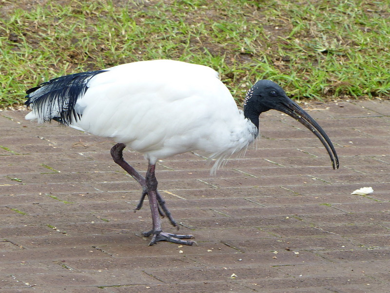 Sivun australianpyhäiibis kuva