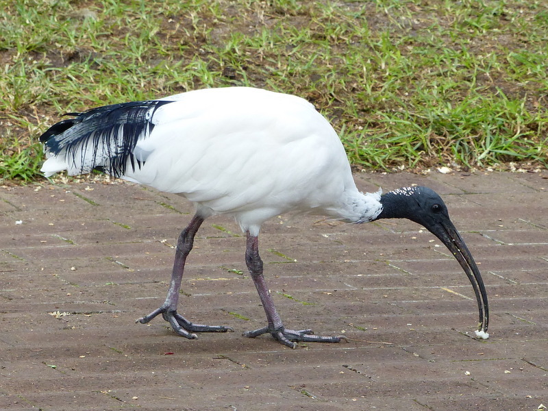 Image of Australian White Ibis