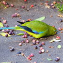Image of Elegant Parrot