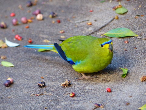 Image of Elegant Parrot