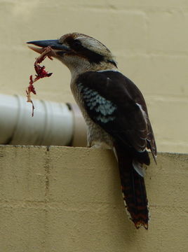 Image of Kookaburra