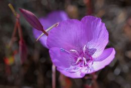 Plancia ëd Clarkia lewisii P. H. Raven & D. R. Parnell