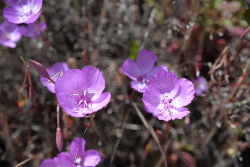 Plancia ëd Clarkia lewisii P. H. Raven & D. R. Parnell