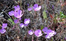 Plancia ëd Clarkia lewisii P. H. Raven & D. R. Parnell