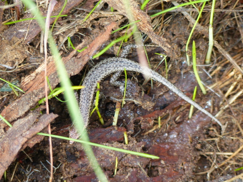 Plancia ëd Cryptoblepharus plagiocephalus (Cocteau 1836)