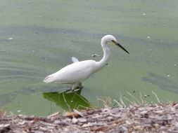 Image of Little Egret