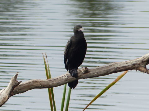 Plancia ëd Phalacrocorax sulcirostris (Brandt & JF 1837)