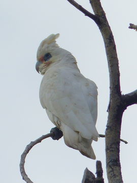 Image of Western Corella