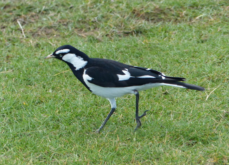 Image of Magpie-lark