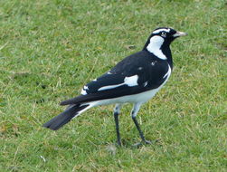 Image of Magpie-lark