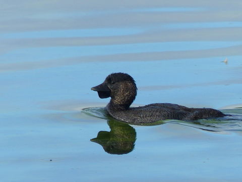 Image of Musk Duck