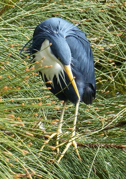 Image of Pied Heron