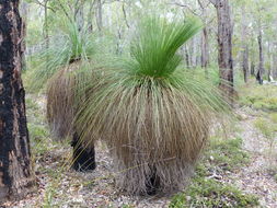 Image of Grass Tree